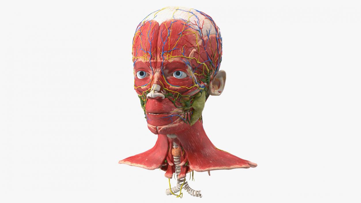 Boy Body Anatomy Collection 2 3D model