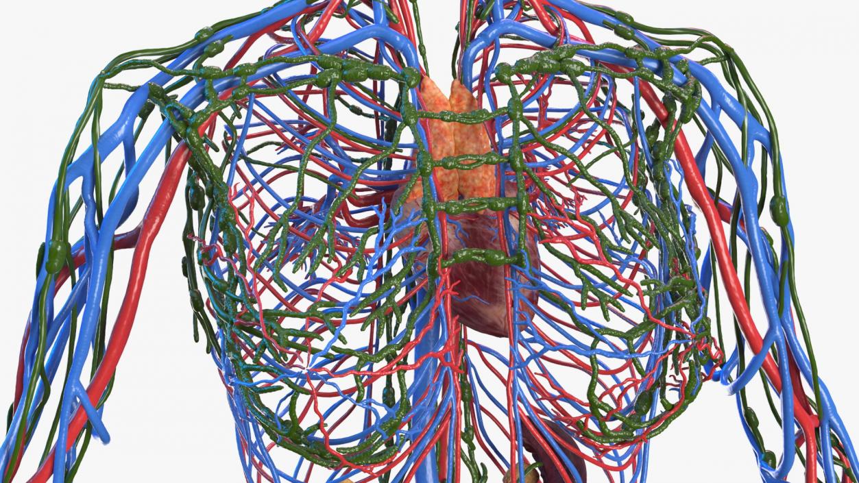 Female Circulatory and Lymphatic System Anatomy 3D