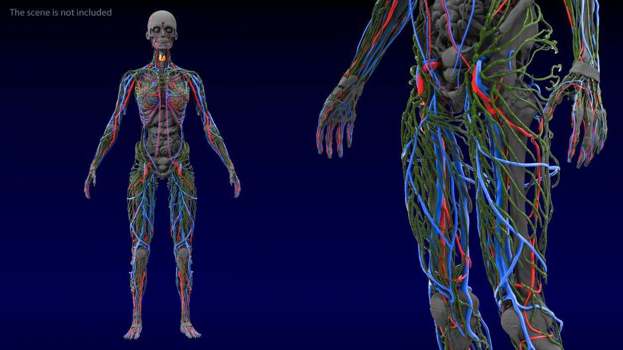 Female Circulatory and Lymphatic System Anatomy 3D