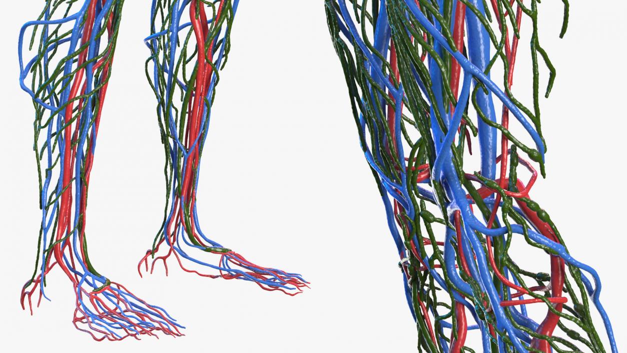 Female Circulatory and Lymphatic System Anatomy 3D