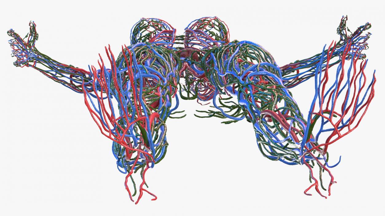 Female Circulatory and Lymphatic System Anatomy 3D