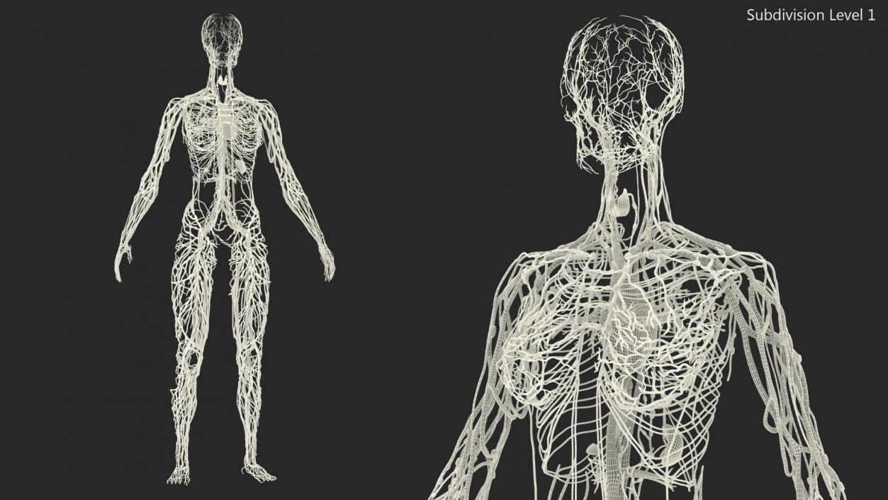 Female Circulatory and Lymphatic System Anatomy 3D