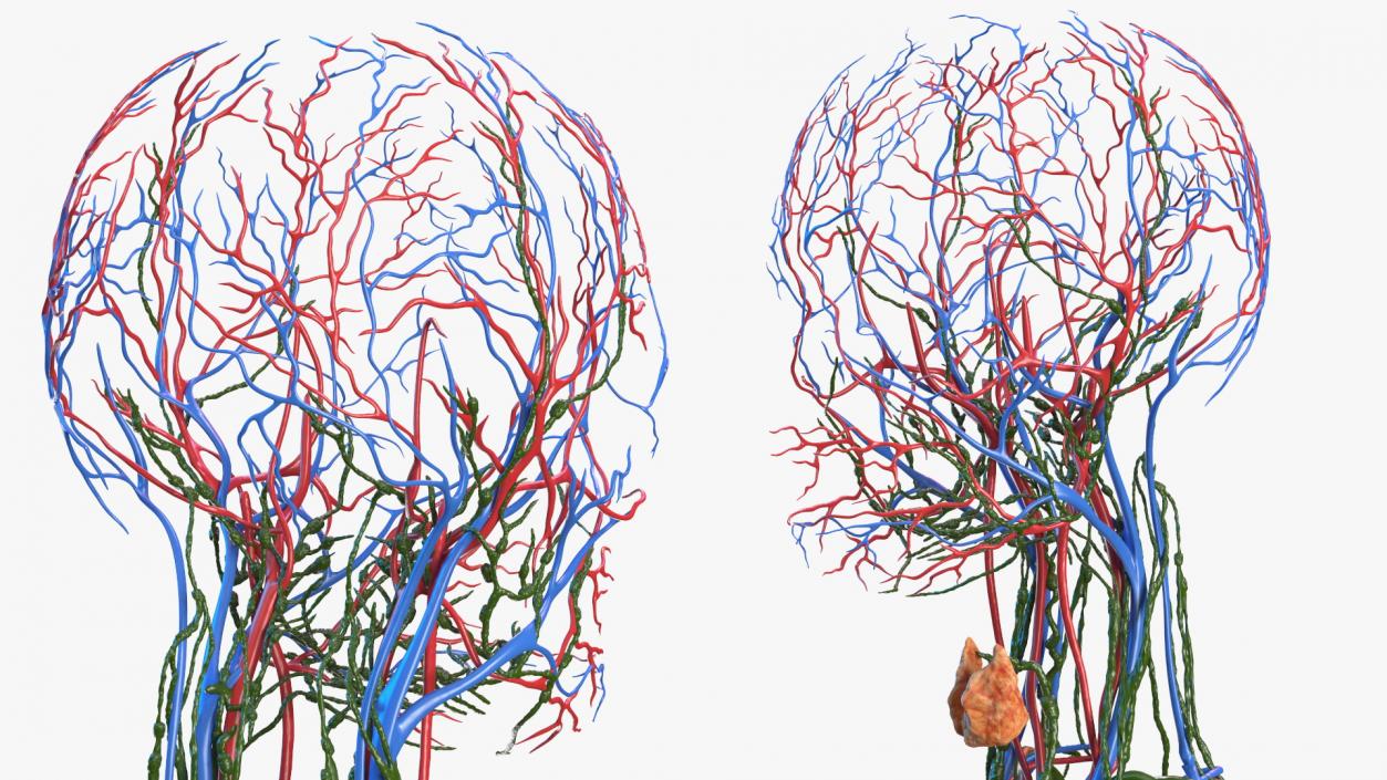 Female Circulatory and Lymphatic System Anatomy 3D