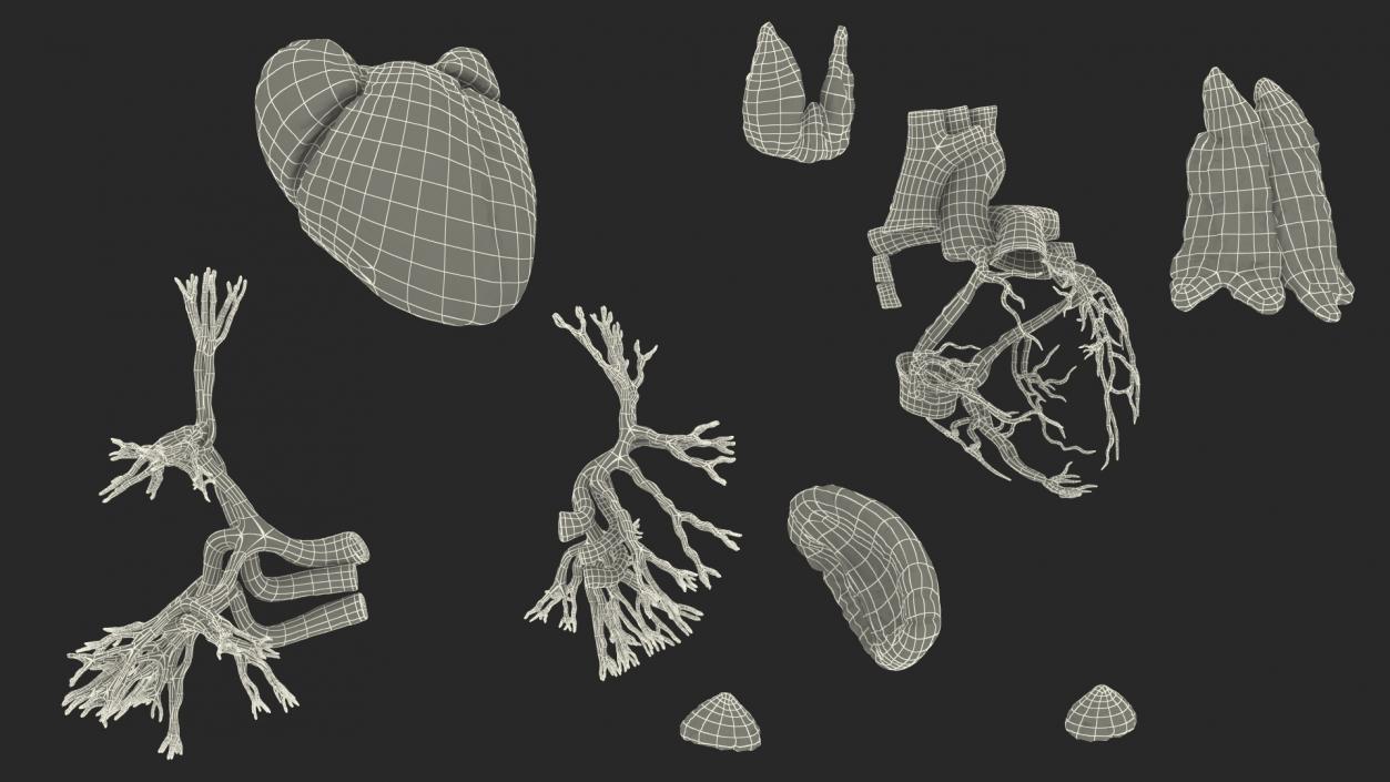 Female Circulatory and Lymphatic System Anatomy 3D