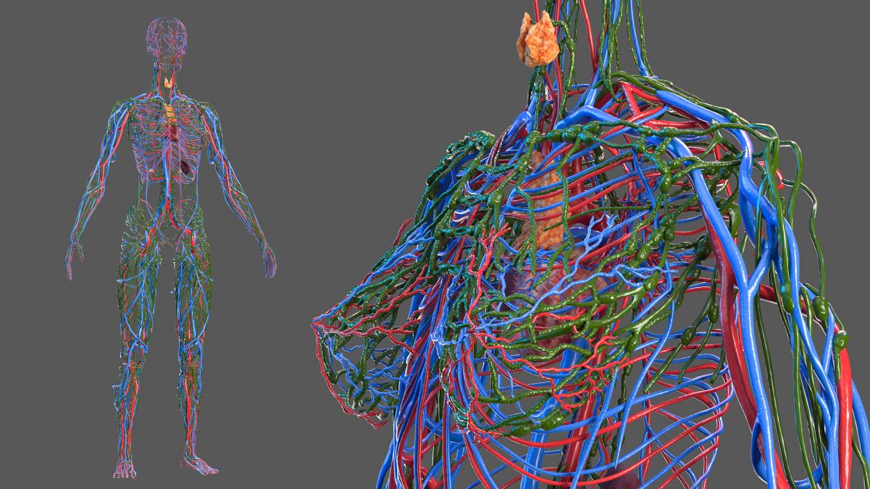 Female Circulatory and Lymphatic System Anatomy 3D