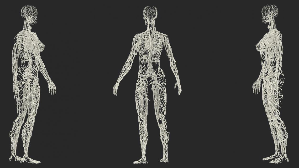 Female Circulatory and Lymphatic System Anatomy 3D