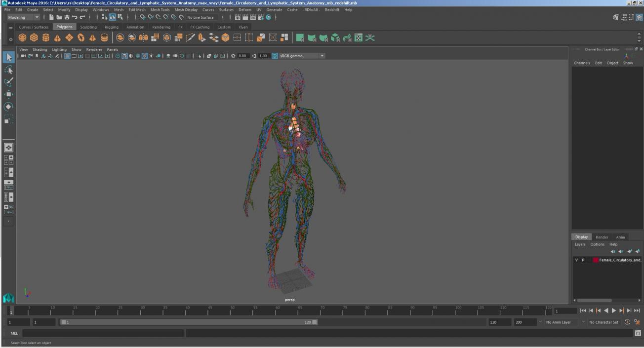 Female Circulatory and Lymphatic System Anatomy 3D