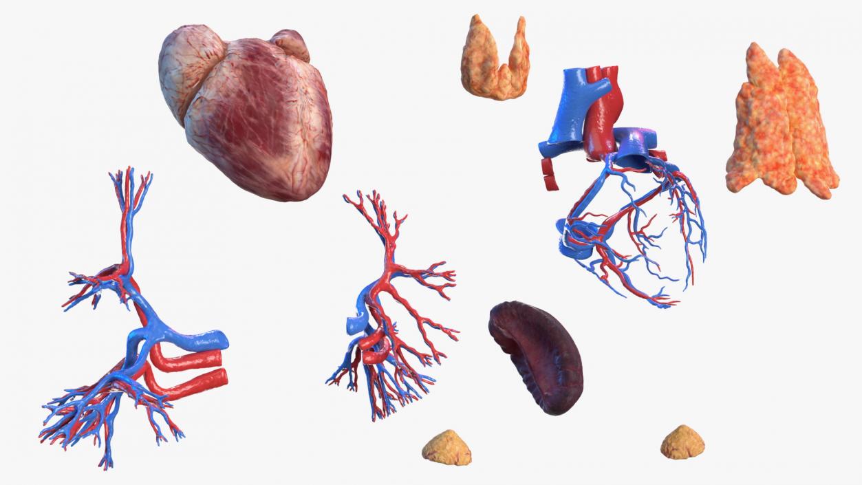 Female Circulatory and Lymphatic System Anatomy 3D