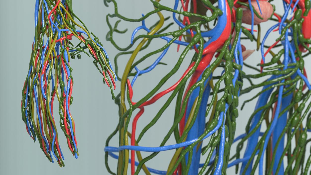 Female Circulatory and Lymphatic System Anatomy 3D