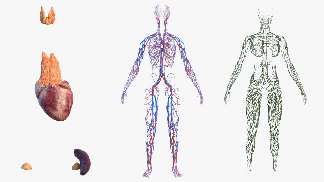 Female Circulatory and Lymphatic System Anatomy 3D