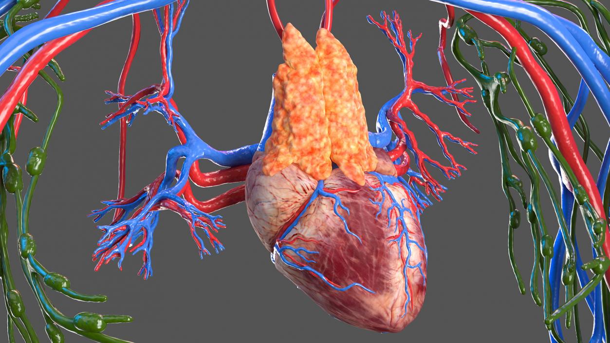 Female Circulatory and Lymphatic System Anatomy 3D