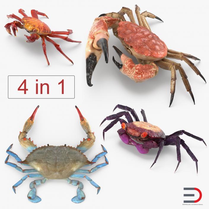 3D Crabs Collection