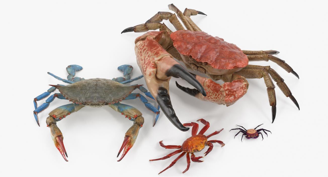 3D Crabs Collection