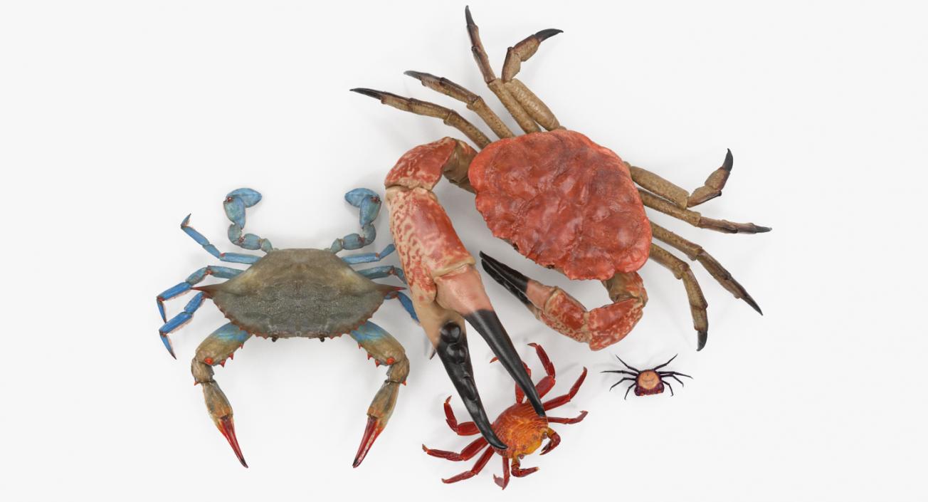 3D Crabs Collection