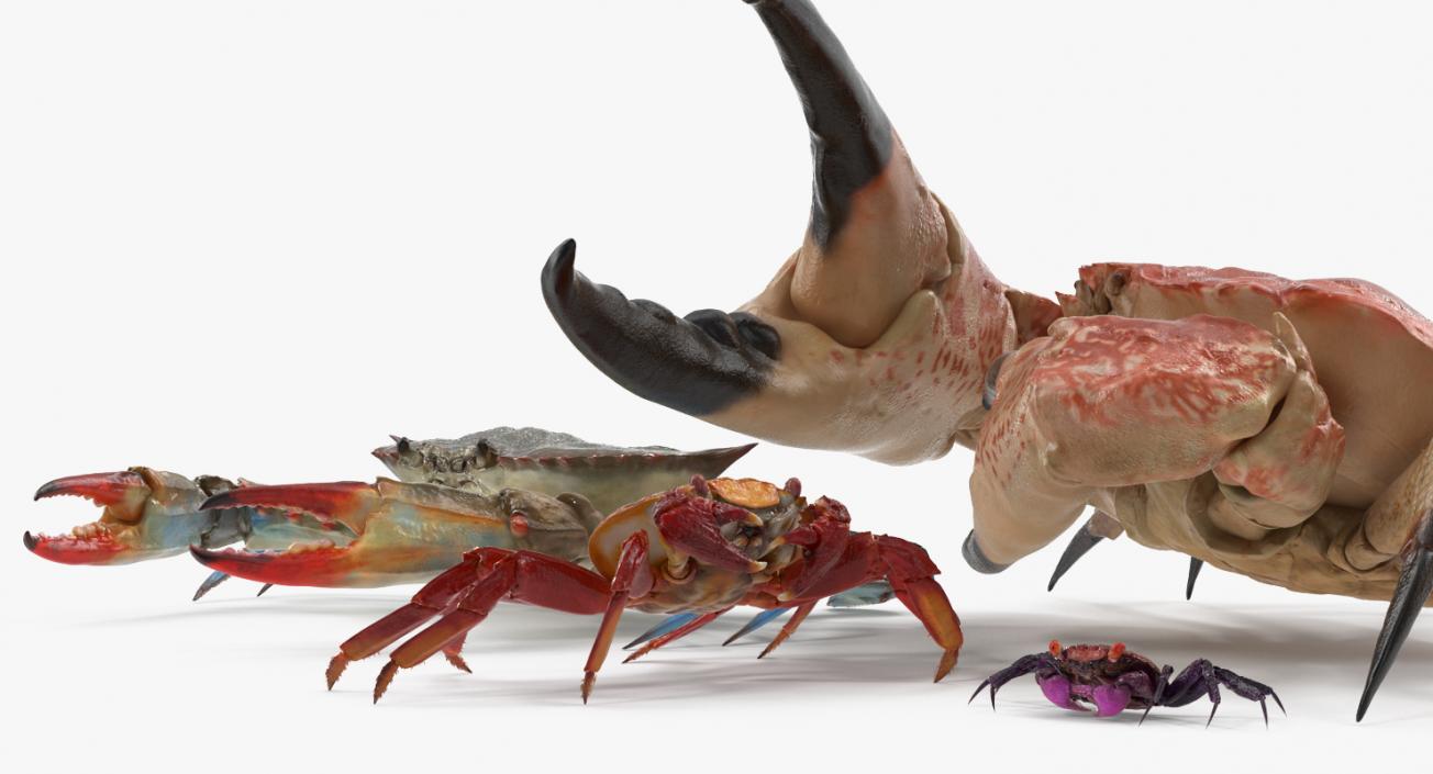 3D Crabs Collection