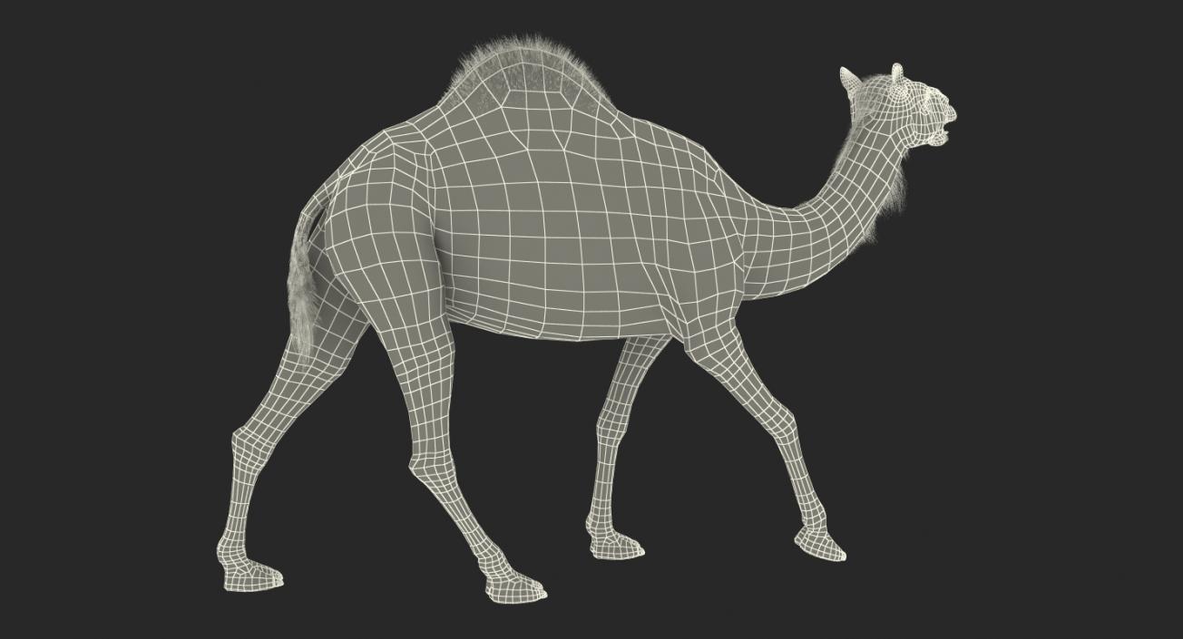 3D Camel Walking Pose model