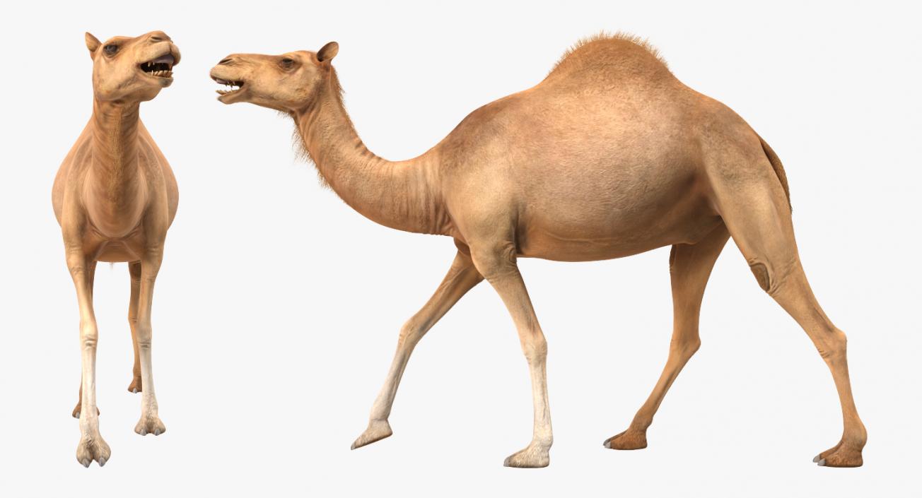 3D Camel Walking Pose model