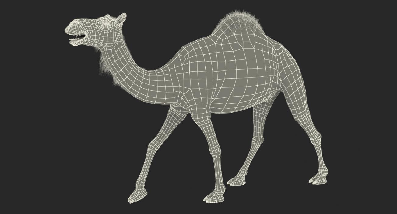 3D Camel Walking Pose model