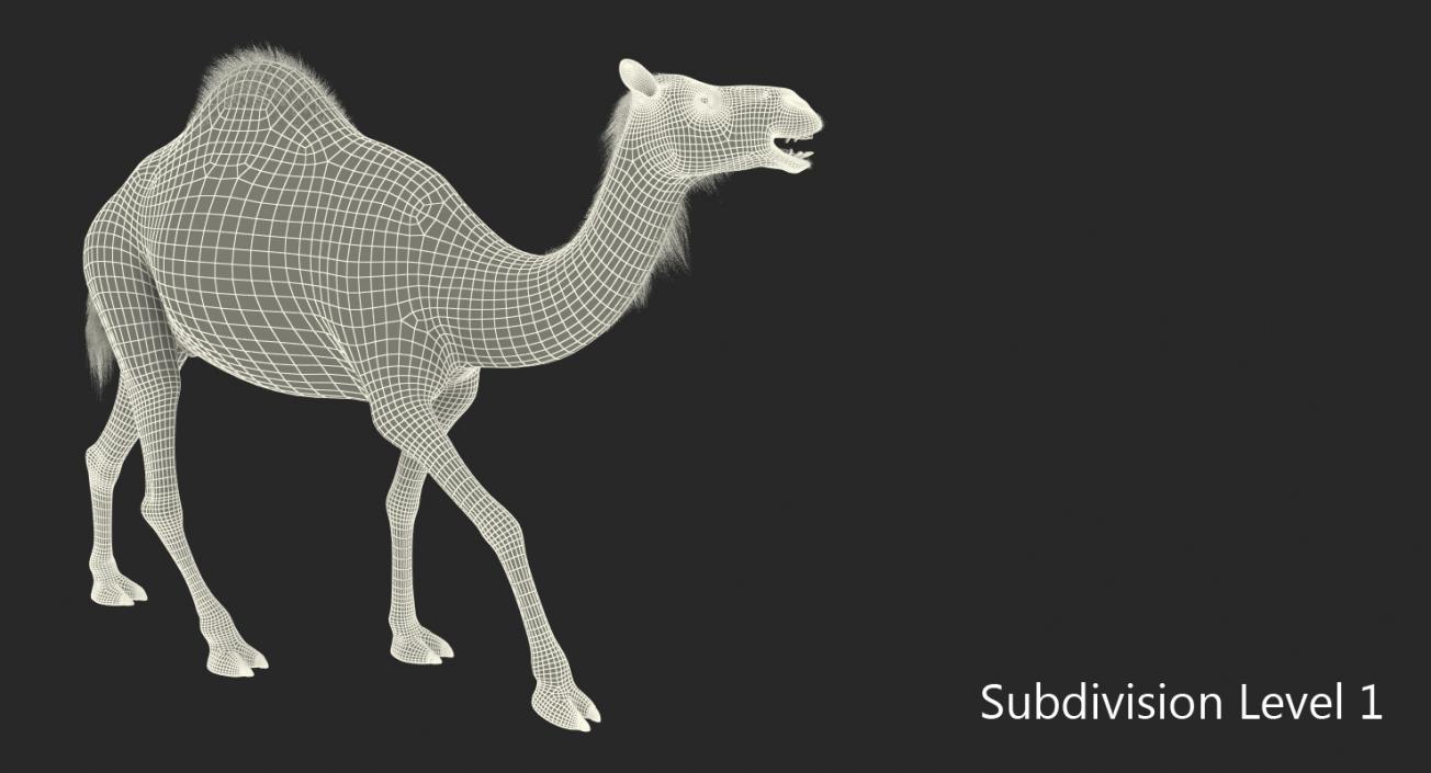 3D Camel Walking Pose model