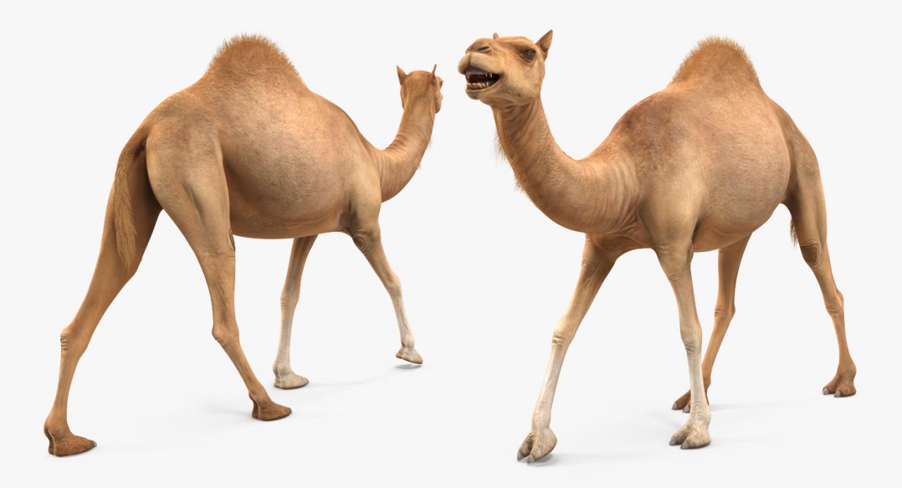 3D Camel Walking Pose model