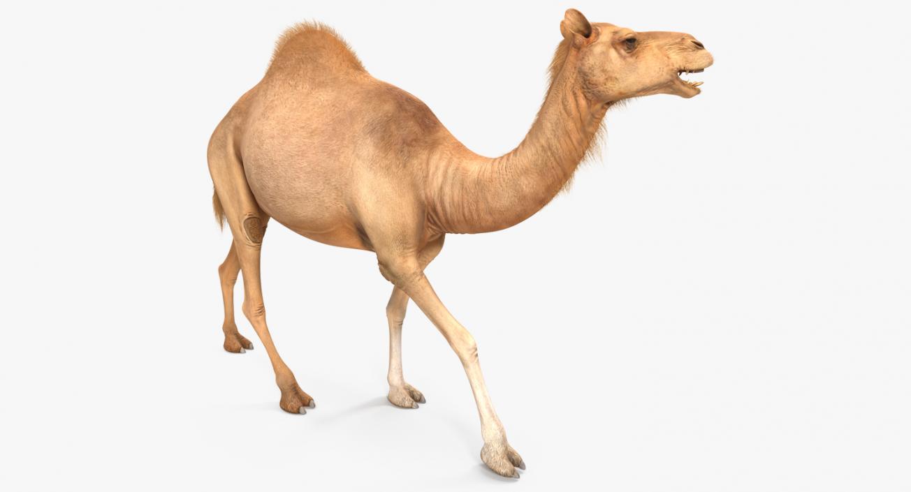 3D Camel Walking Pose model