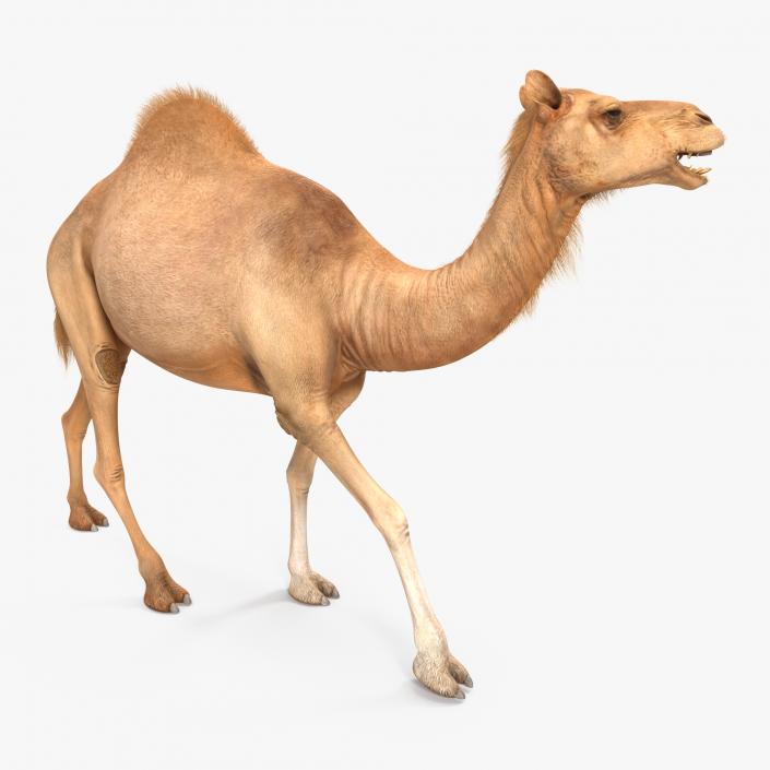 3D Camel Walking Pose model