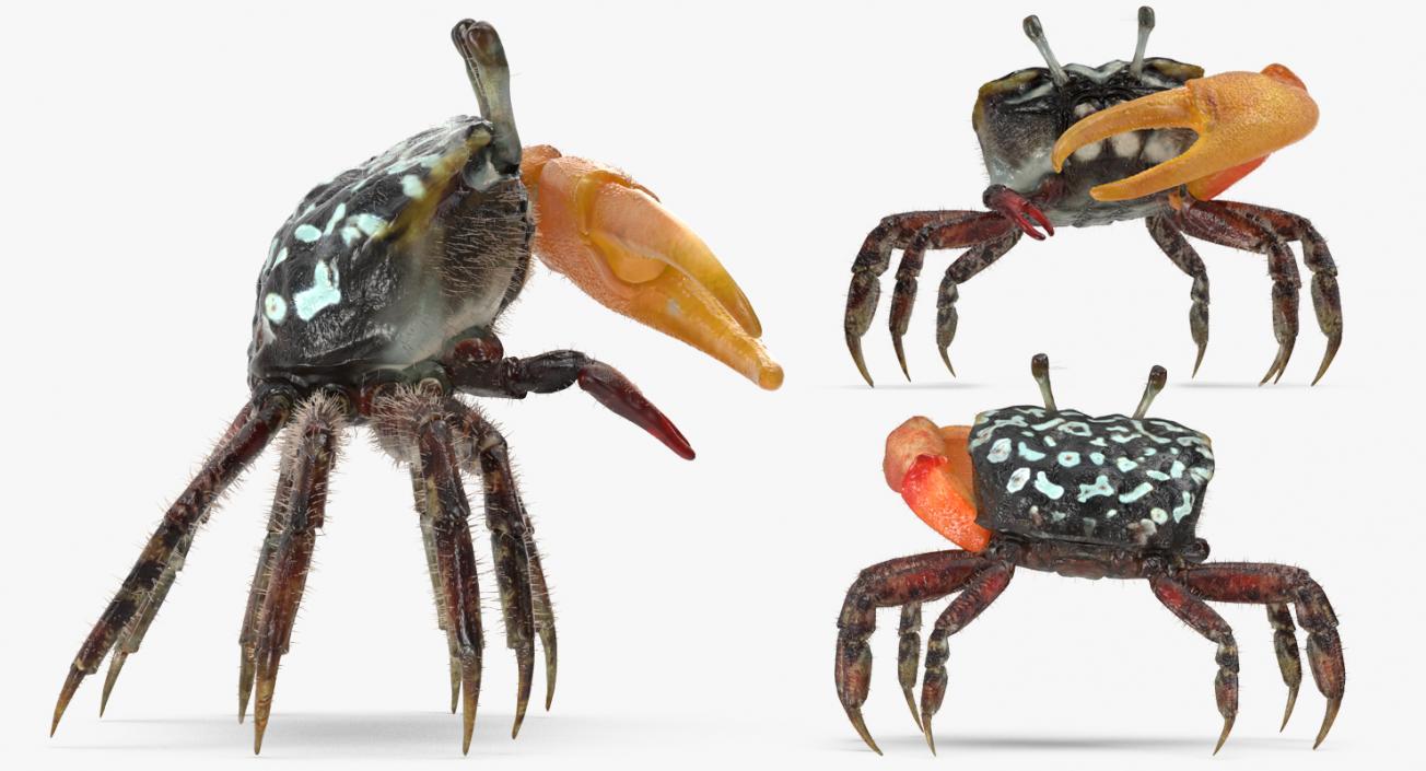 3D model Fiddler Crab Standing Pose with Fur