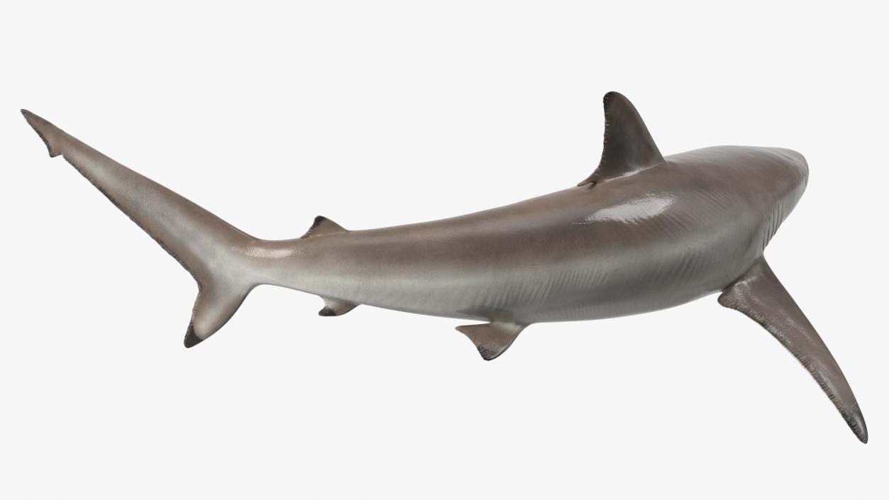 3D model Spinner Shark or Carcharhinus Brevipinna