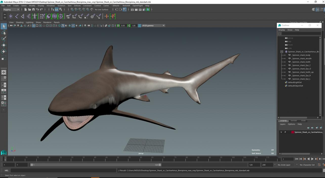 3D model Spinner Shark or Carcharhinus Brevipinna