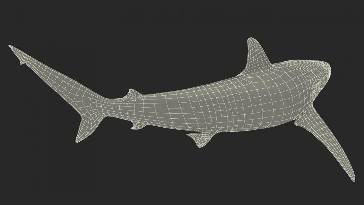 3D model Spinner Shark or Carcharhinus Brevipinna