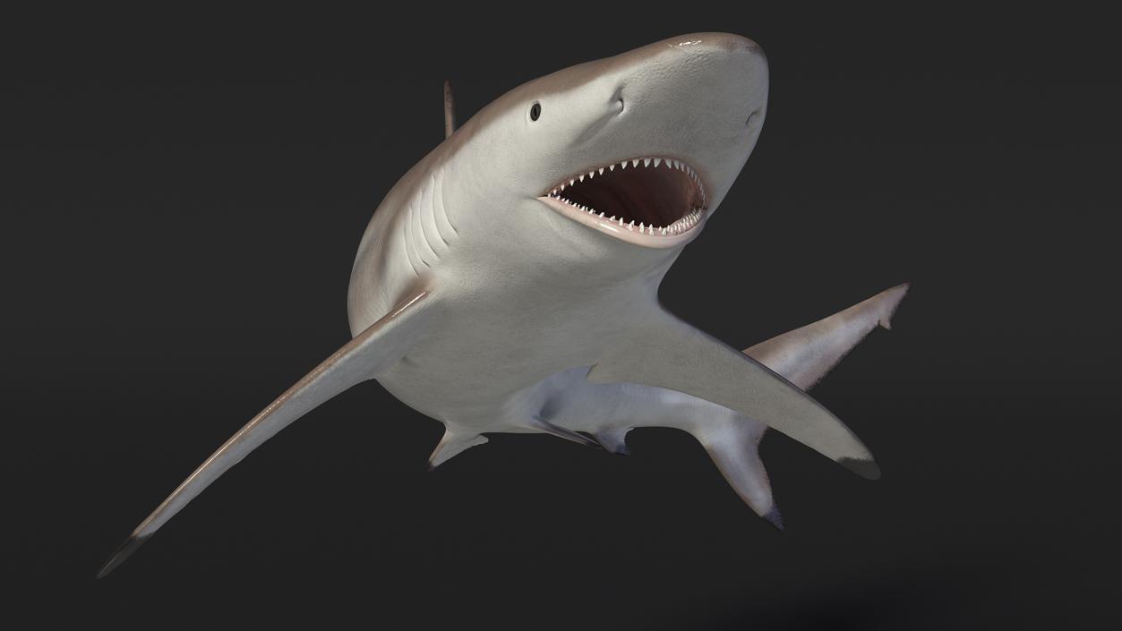 3D model Spinner Shark or Carcharhinus Brevipinna