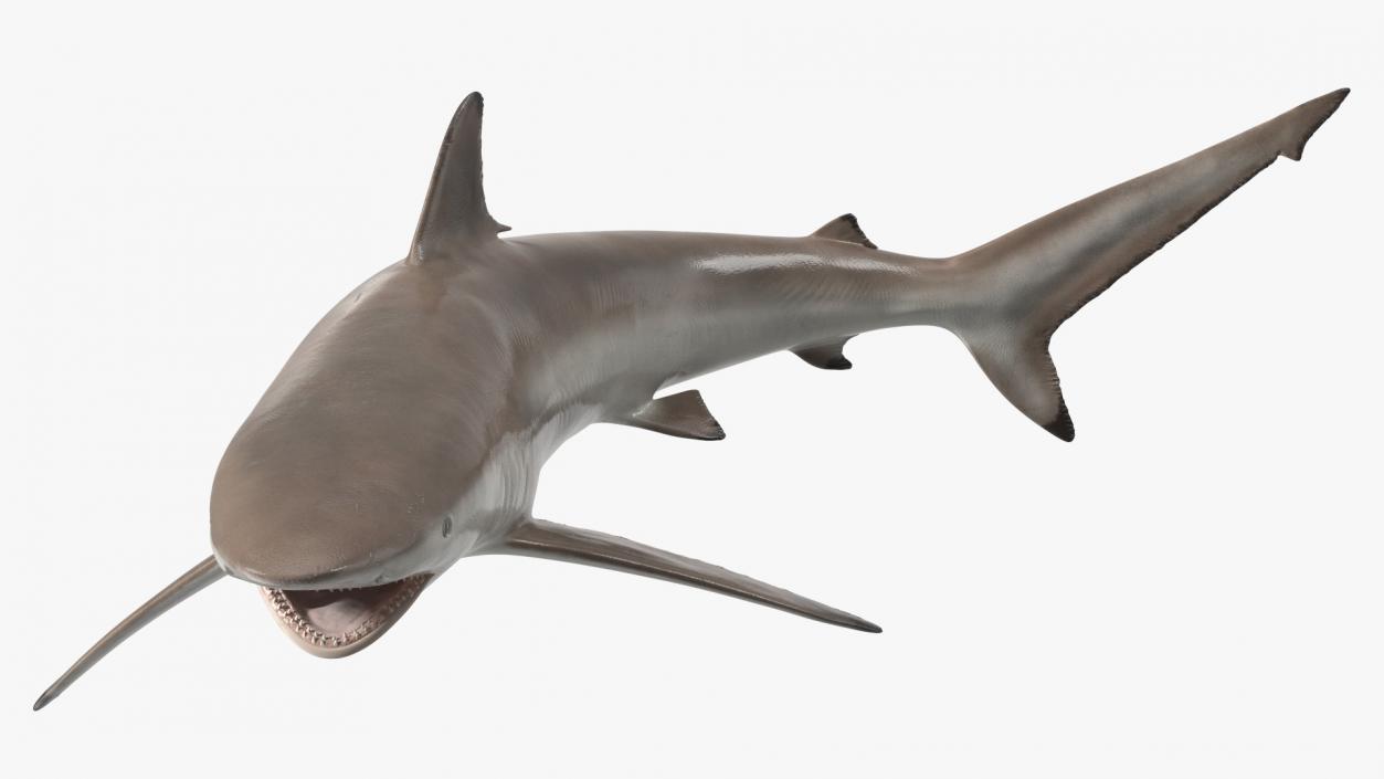 3D model Spinner Shark or Carcharhinus Brevipinna