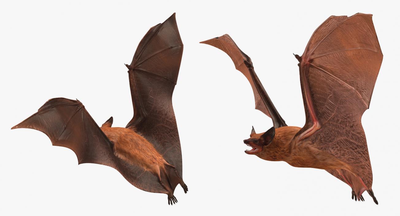 3D model Flying Bat