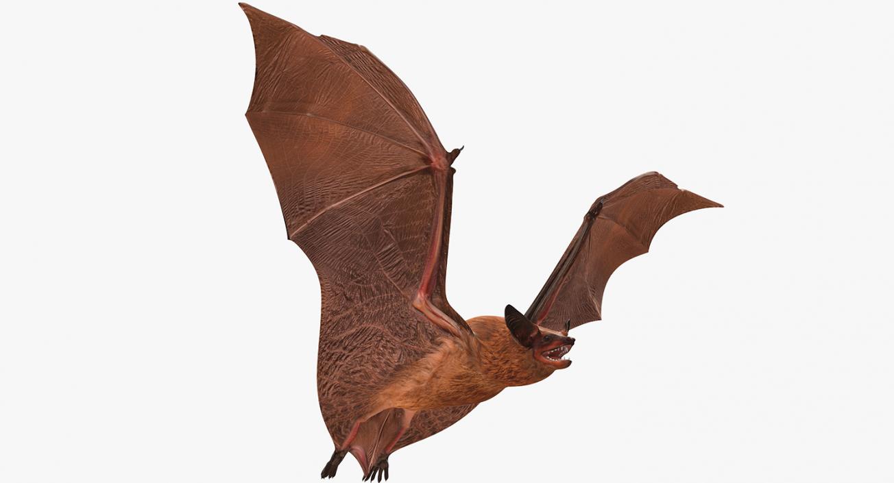 3D model Flying Bat