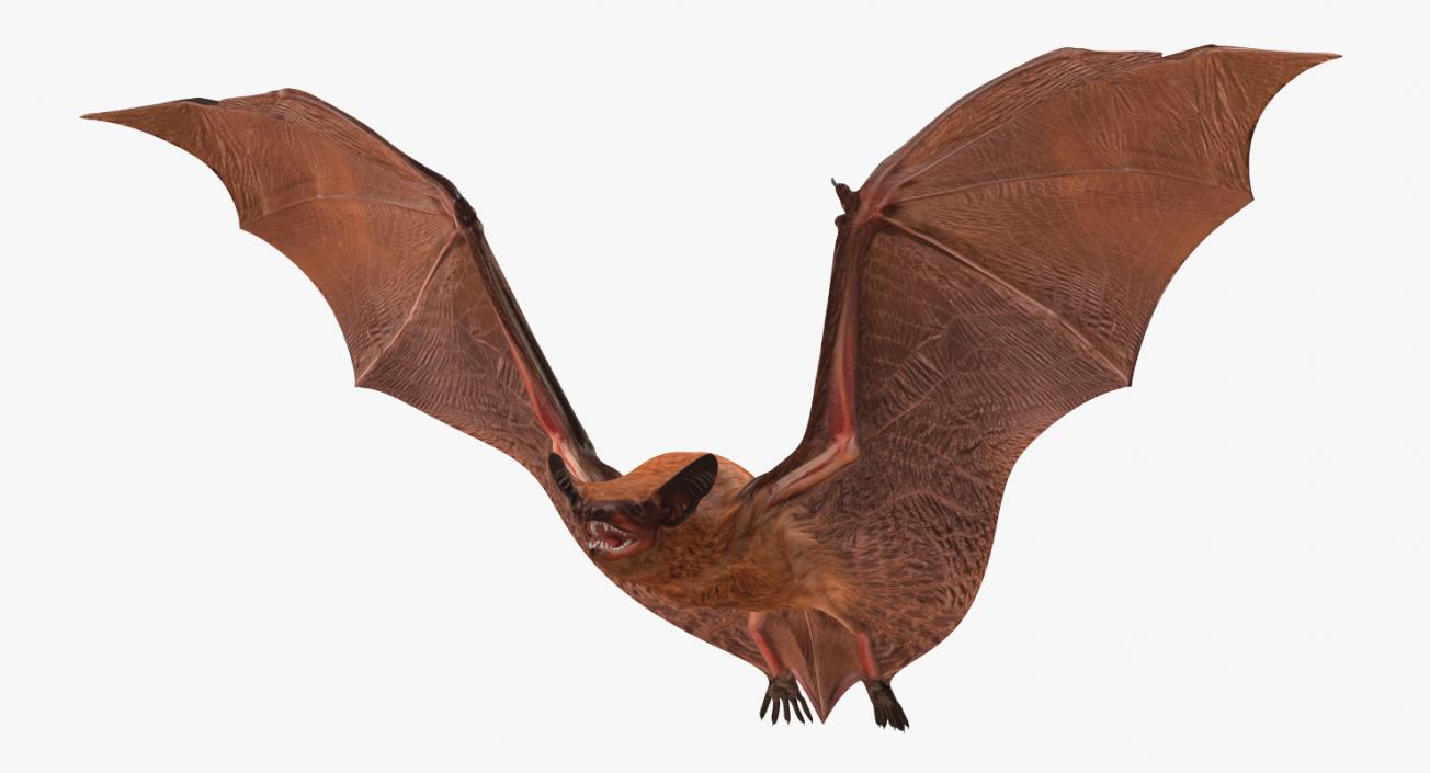 3D model Flying Bat