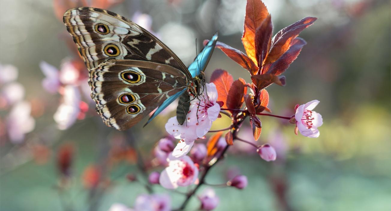 3D Common Morpho Butterfly model