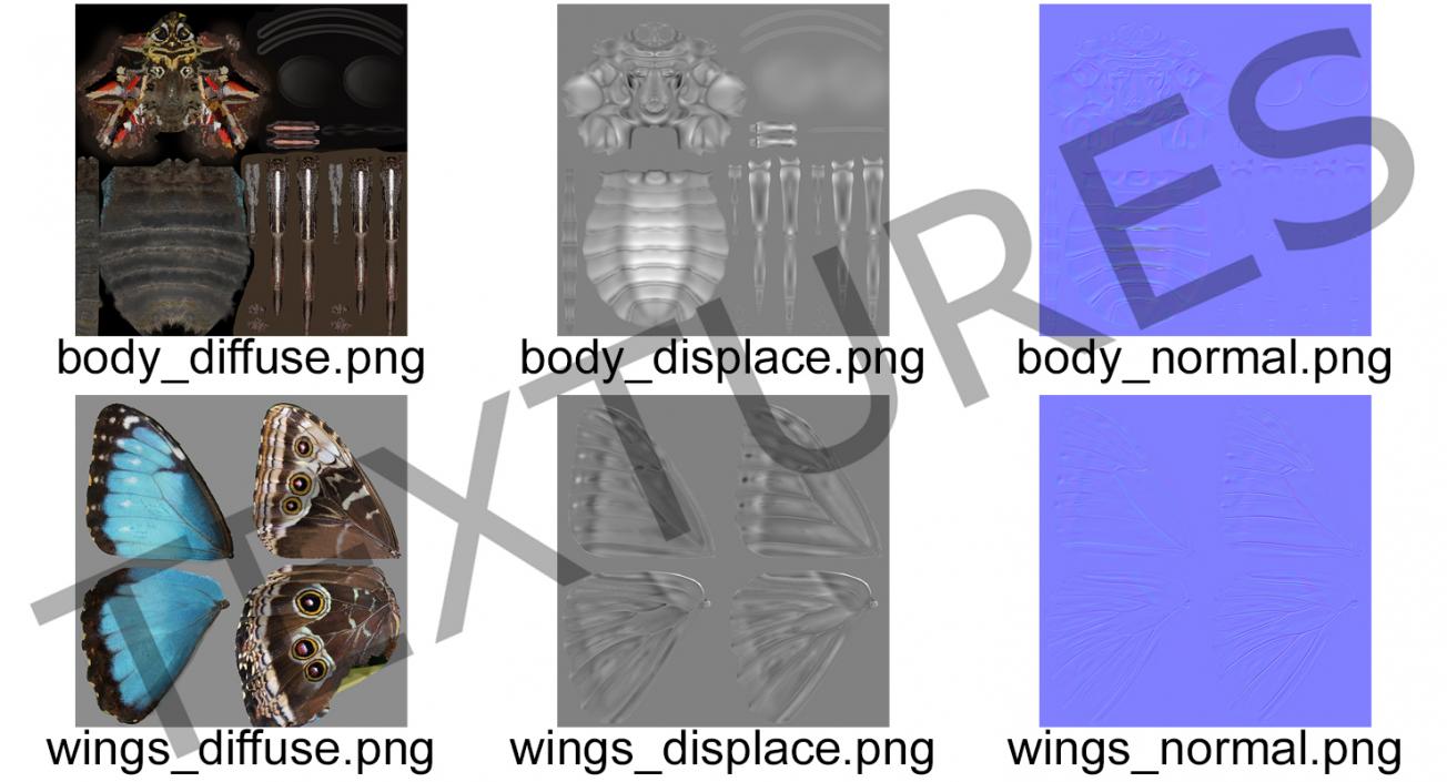 3D Common Morpho Butterfly model