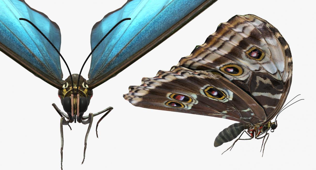 3D Common Morpho Butterfly model