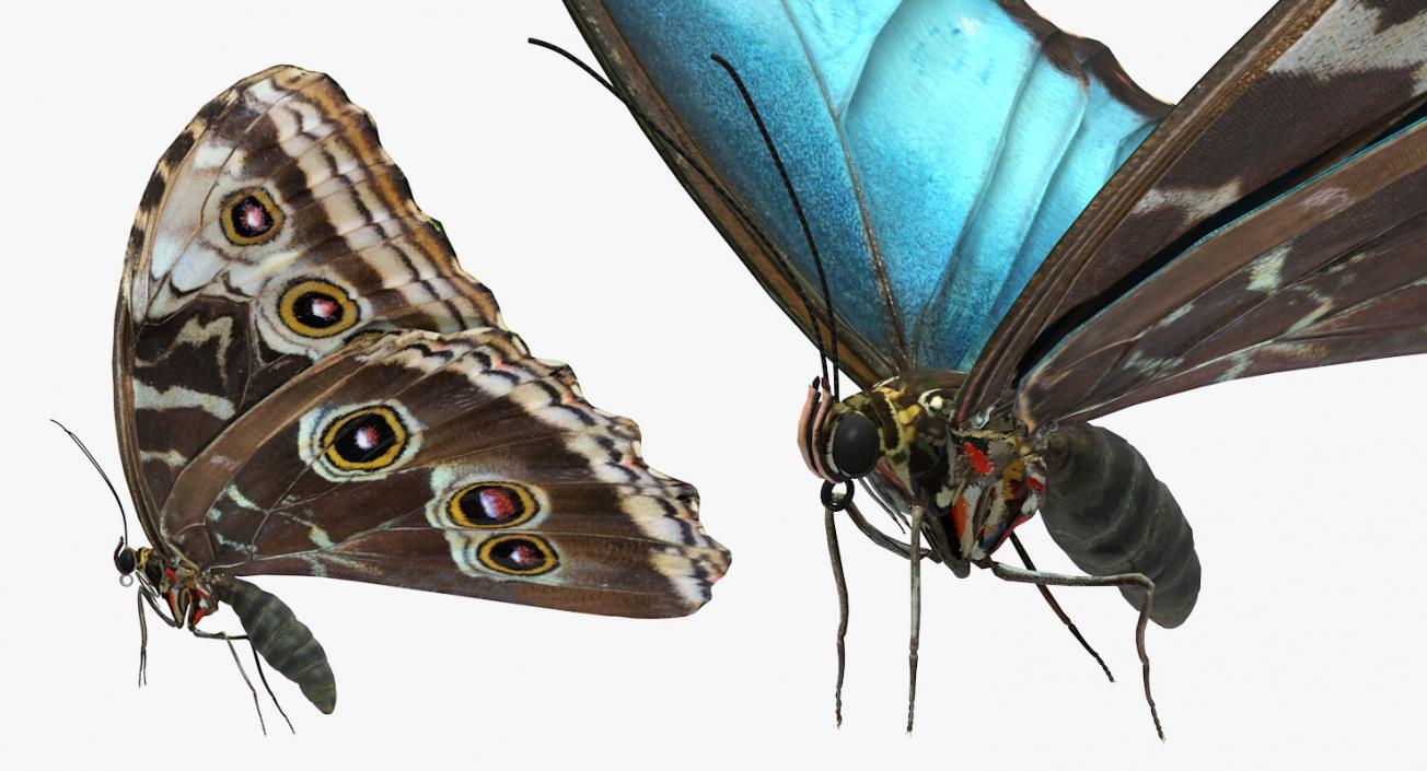 3D Common Morpho Butterfly model