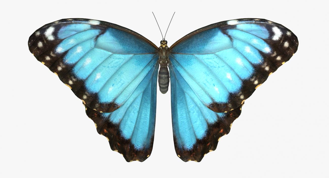 3D Common Morpho Butterfly model