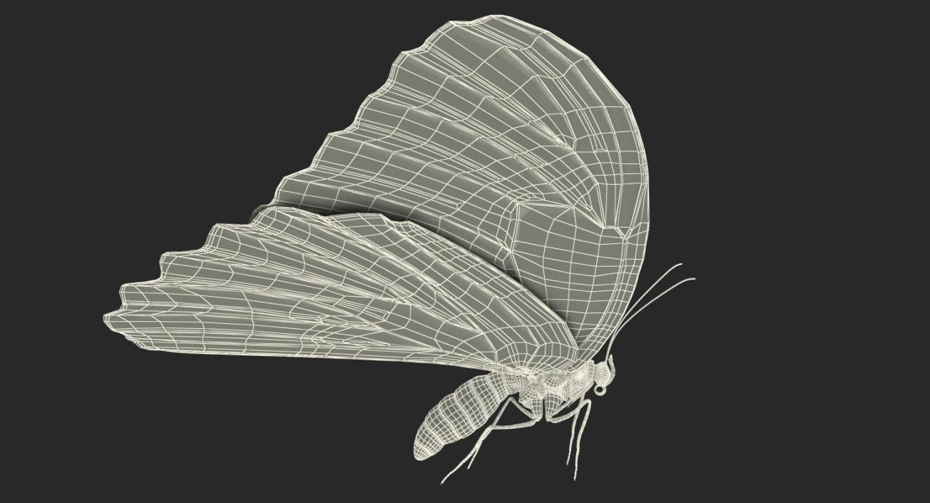 3D Common Morpho Butterfly model