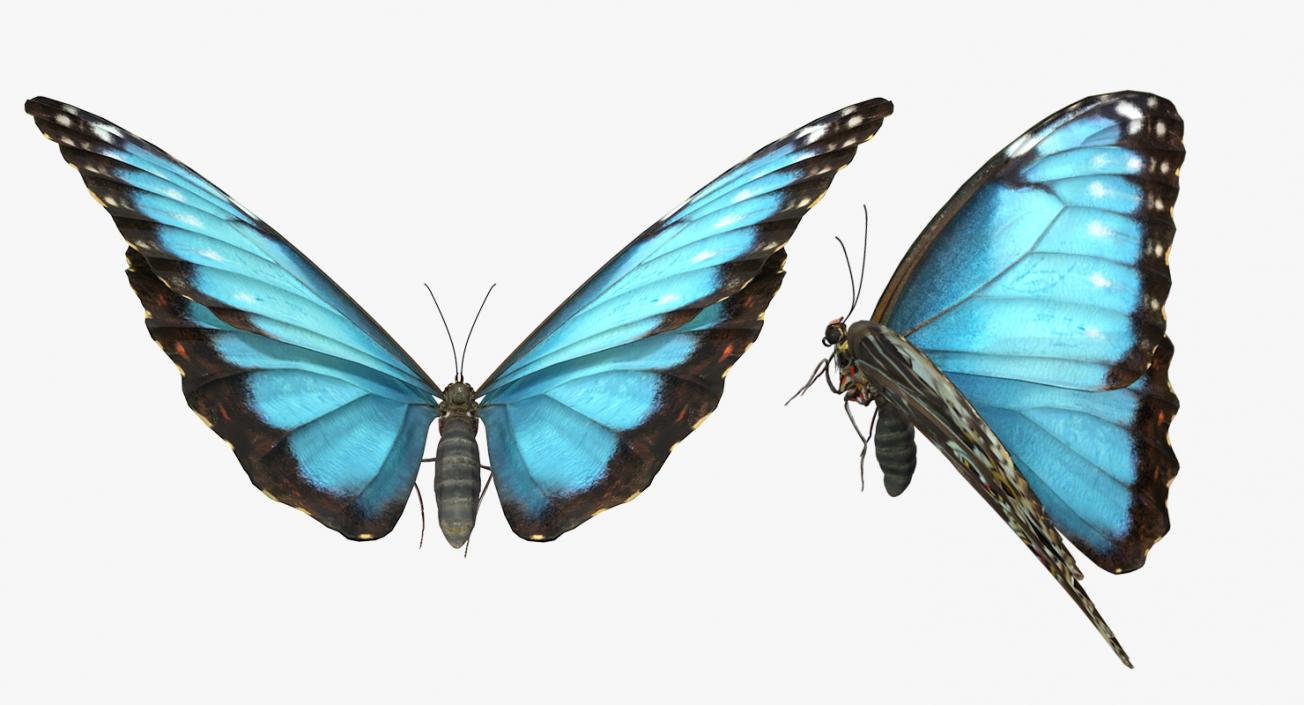 3D Common Morpho Butterfly model