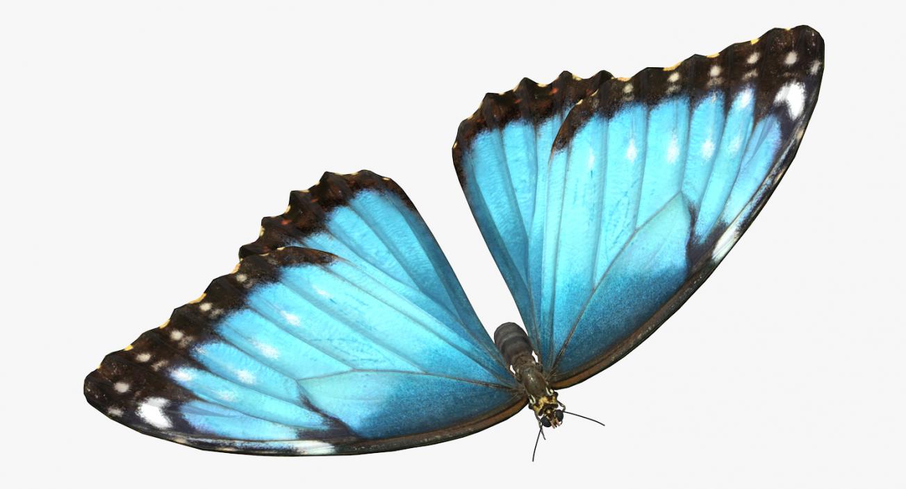 3D Common Morpho Butterfly model