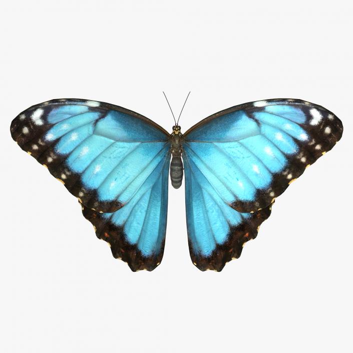 3D Common Morpho Butterfly model