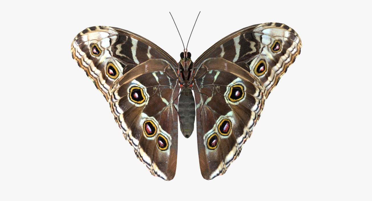 3D Common Morpho Butterfly model