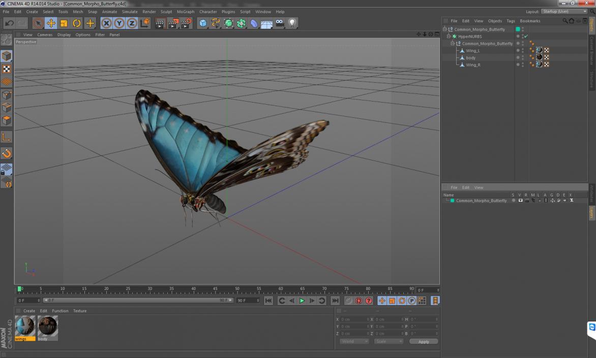 3D Common Morpho Butterfly model