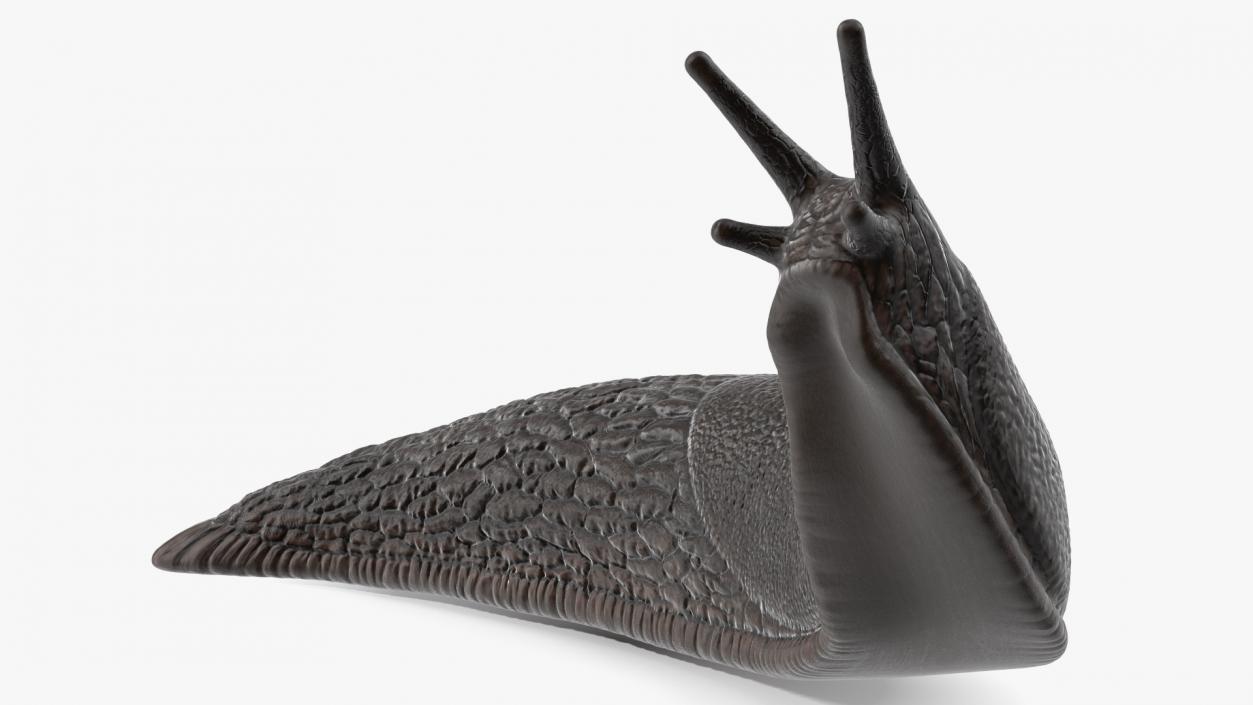 Black Slug Reaching Up 3D