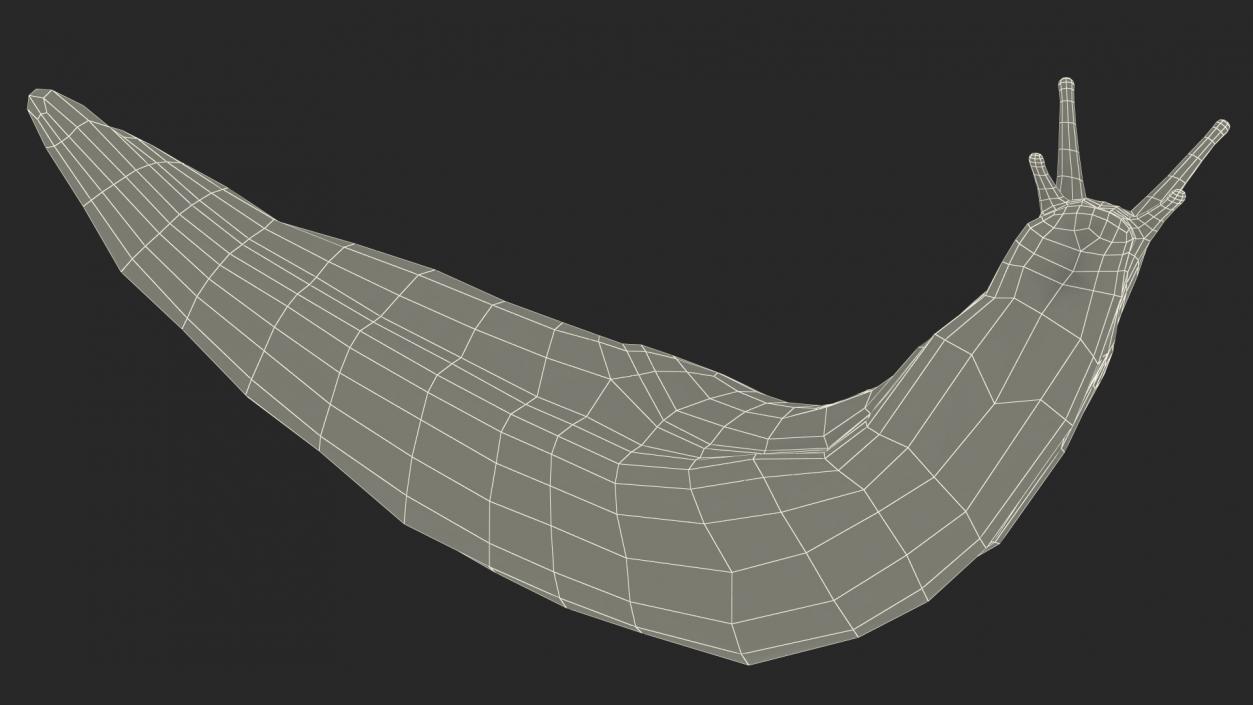 Black Slug Reaching Up 3D