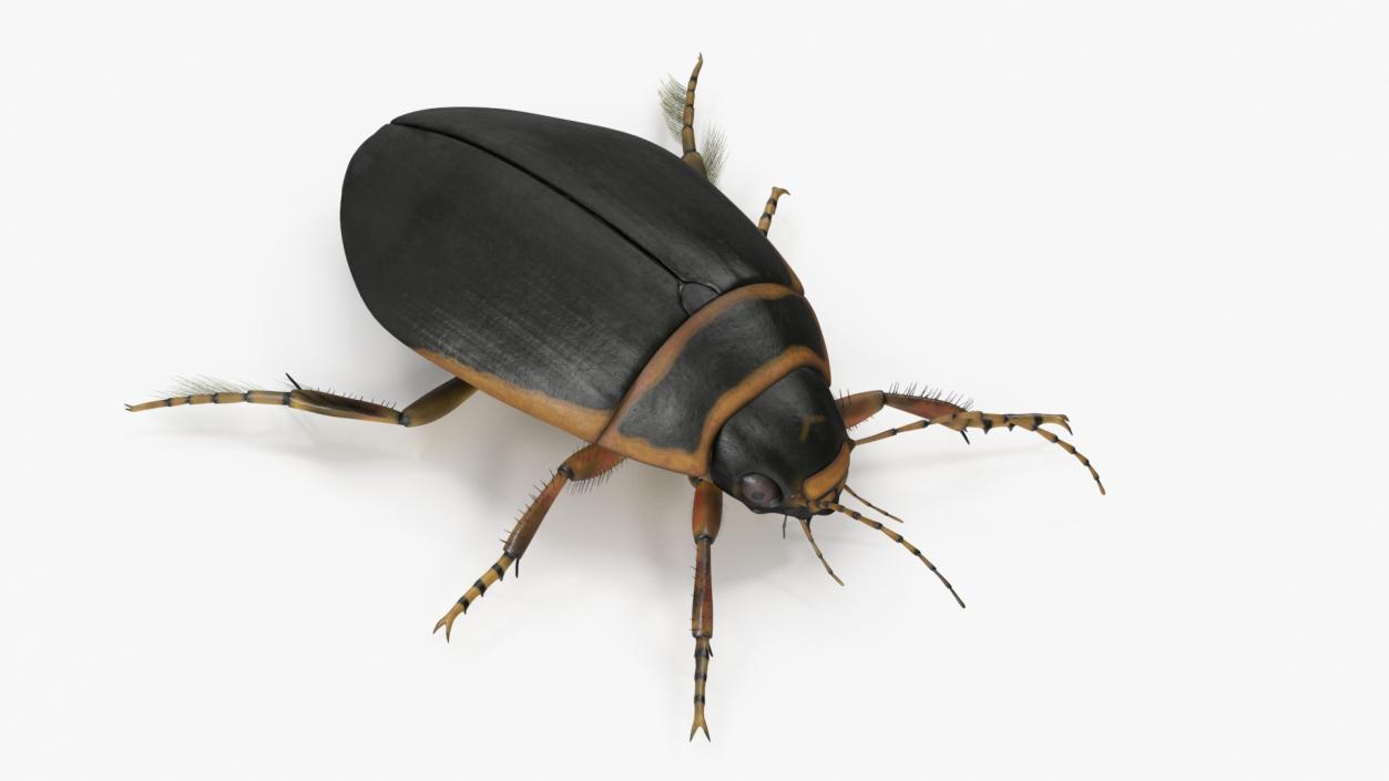 3D Insect Water Beetle Brown Realistic Rigged for Maya