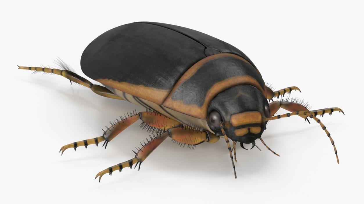 3D Insect Water Beetle Brown Realistic Rigged for Maya